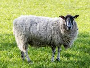 Retrato de una oveja de pie en un campo, Escocia, Reino Unido - foto de stock