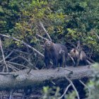 Grizzlybärin und ihr Junges auf einem Baumstamm stehend, British Columbia, Kanada — Stockfoto