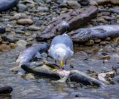 Gabbiano che mangia un salmone morto, British Columbia, Canada — Foto stock