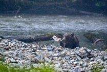Медвежонок гризли, стоящий в реке и поедающий рыбу, Британская Колумбия, Канада — стоковое фото