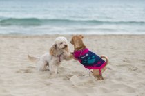 Две собаки играют на пляже, Болгария — стоковое фото