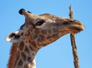Portrait d'une girafe à côté d'une branche nue, parc national d'Etosha, Namibie — Photo de stock