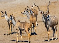 Стадо Куду, Национальный парк Этоша, Намибия — стоковое фото