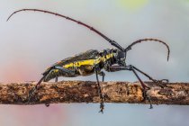 Primer plano de un escarabajo de cuerno largo en una rama, Indonesia - foto de stock
