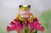 Dumpy tree frog on a flower, Indonesia — Stock Photo