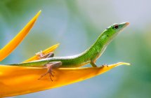 Retrato de un lagarto sobre un pétalo de flor, Indonesia - foto de stock