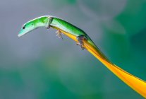 Retrato de um lagarto em uma pétala de flor, Indonésia — Fotografia de Stock