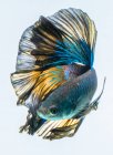 Bella mezzaluna blu Betta pesce su sfondo bianco, vista da vicino — Foto stock