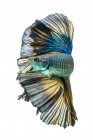Bella mezzaluna blu Betta pesce su sfondo bianco, vista da vicino — Foto stock