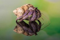 Retrato de um caranguejo eremita, Indonésia — Fotografia de Stock