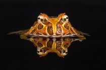 Portrait of a pacman frog submerged in water, Indonesia — Stock Photo