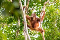 Orango neonato che scala un albero, Kalimantan, Borneo, Indonesia — Foto stock