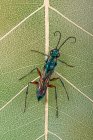 Ritratto di vespa dauber di fango blu, Indonesia — Foto stock