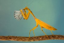 Retrato de una mantis de pie sobre una rama comiendo una mariposa, Indonesia - foto de stock