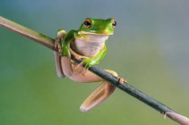Portrait of a white-lipped frog on a twig, Indonesia — Stock Photo