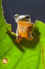 Летюча жаба Уоллеса на наполовину з'їденому листі, Індонезія. — стокове фото