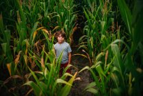 Хлопчик, що стоїть на полі кукурудзи (США). — стокове фото