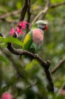 Красногрудый попугай на ветке, Индонезия — стоковое фото