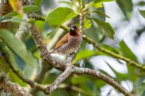 Ritratto di un pipit su un ramo, Indonesia — Foto stock