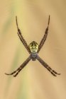 Araña en una tela de araña, Indonesia - foto de stock