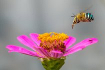 L'abeille pollinise une fleur, Indonésie — Photo de stock
