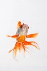 Schöne Goldfische auf hellem Hintergrund, Nahsicht — Stockfoto