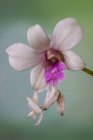 Mantis de orquídea em uma orquídea, Indonésia — Fotografia de Stock