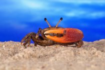 Portrait en gros plan d'un crabe violoneux sur la plage, Indonésie — Photo de stock