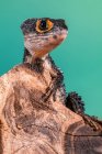 Pelle di coccodrillo dagli occhi rossi su un pezzo di legno, Indonesia — Foto stock