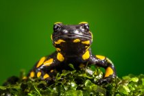 Retrato de una salamandra tigre, Indonesia - foto de stock