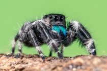 Portrait of a bold jumper, Indonesia — Stock Photo