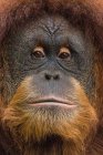 Retrato de um orangotango de Bornéu masculino, Bornéu, Indonésia — Fotografia de Stock