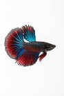 Retrato de um peixe betta azul e vermelho, Indonésia — Fotografia de Stock