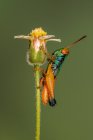 Nahaufnahme Porträt einer Heuschrecke auf einer Blume, Indonesien — Stockfoto