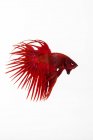 Красива червона рибка Бетта на білому тлі, вид з близької відстані — стокове фото