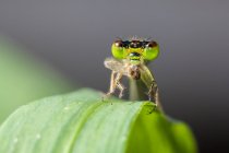 Nahaufnahme einer Libelle auf einem Blatt, Indonesien — Stockfoto