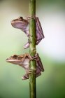 Two Javan tree frogs on a plant, Indonesia — Stock Photo