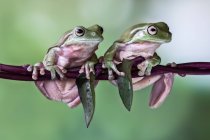 Дві пухкі деревоподібні жаби на гілці (Індонезія). — стокове фото
