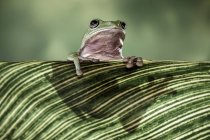 Дурна деревна жаба, що ховається за листом (Індонезія). — стокове фото