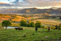 Vacche in piedi in terreni agricoli, Tweed Valley, Nuovo Galles del Sud, Australia — Foto stock