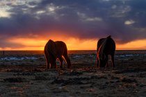 Cavalli islandesi al pascolo in un campo, Islanda — Foto stock