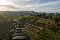 Terraços de arroz, Mareje, Lombok, West Nusa Tenggara, Indonésia — Fotografia de Stock