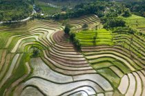 Vue aérienne des rizières en terrasses, Mareje, Lombok, West Nusa Tenggara, Indonésie — Photo de stock