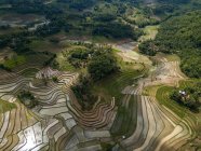 Vue aérienne des rizières en terrasses, Mareje, Lombok, West Nusa Tenggara, Indonésie — Photo de stock