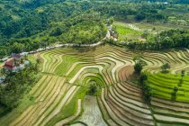 Vista aérea de campos de arroz en terrazas, Mareje, Lombok, West Nusa Tenggara, Indonesia - foto de stock