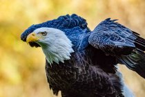 Portrait of a bald eagle, Canada — Stock Photo