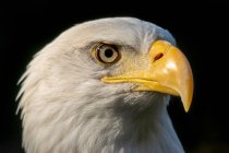 Close-up of a bald eagle, Canada — Stock Photo