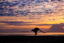 Silhouette eines Kängurus, das am Strand springt, Queensland, Australien — Stockfoto