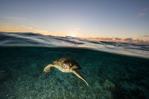 Tortuga nadando bajo el agua, Isla Lady Elliot, Gran Barrera de Coral, Queensland, Australia - foto de stock