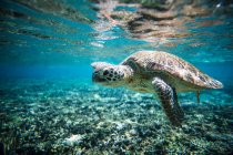 Turtle swimming underwater, Lady Elliot Island, Great Barrier Reef, Queensland, Australia — Stock Photo